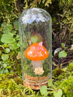 Mushroom Mini Domes