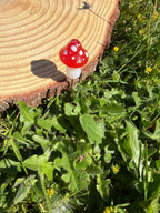 Plant Companion Mushies