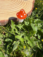 Plant Companion Mushies
