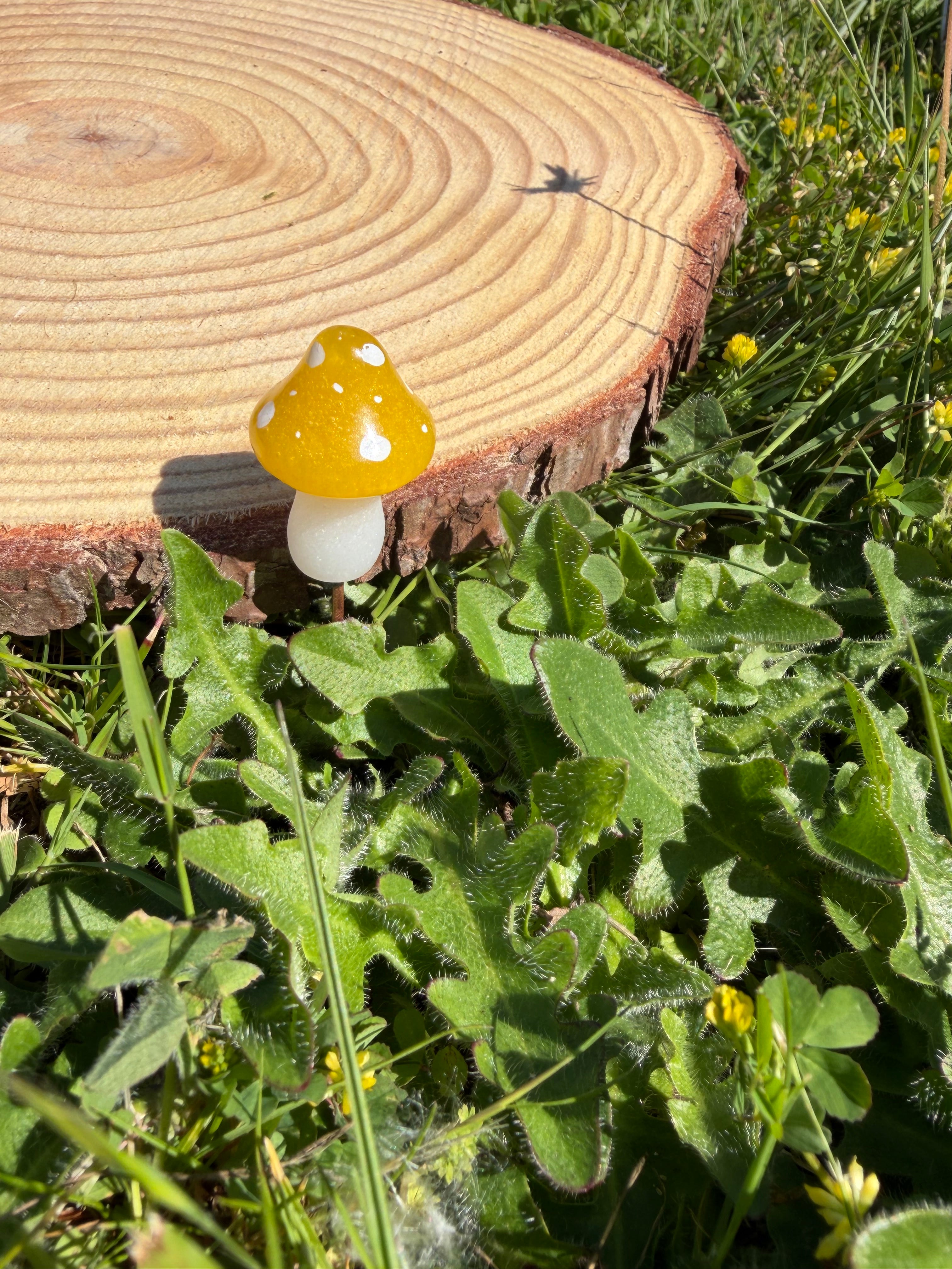Plant Companion Mushies