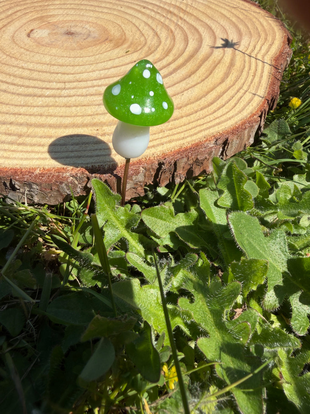 Plant Companion Mushies