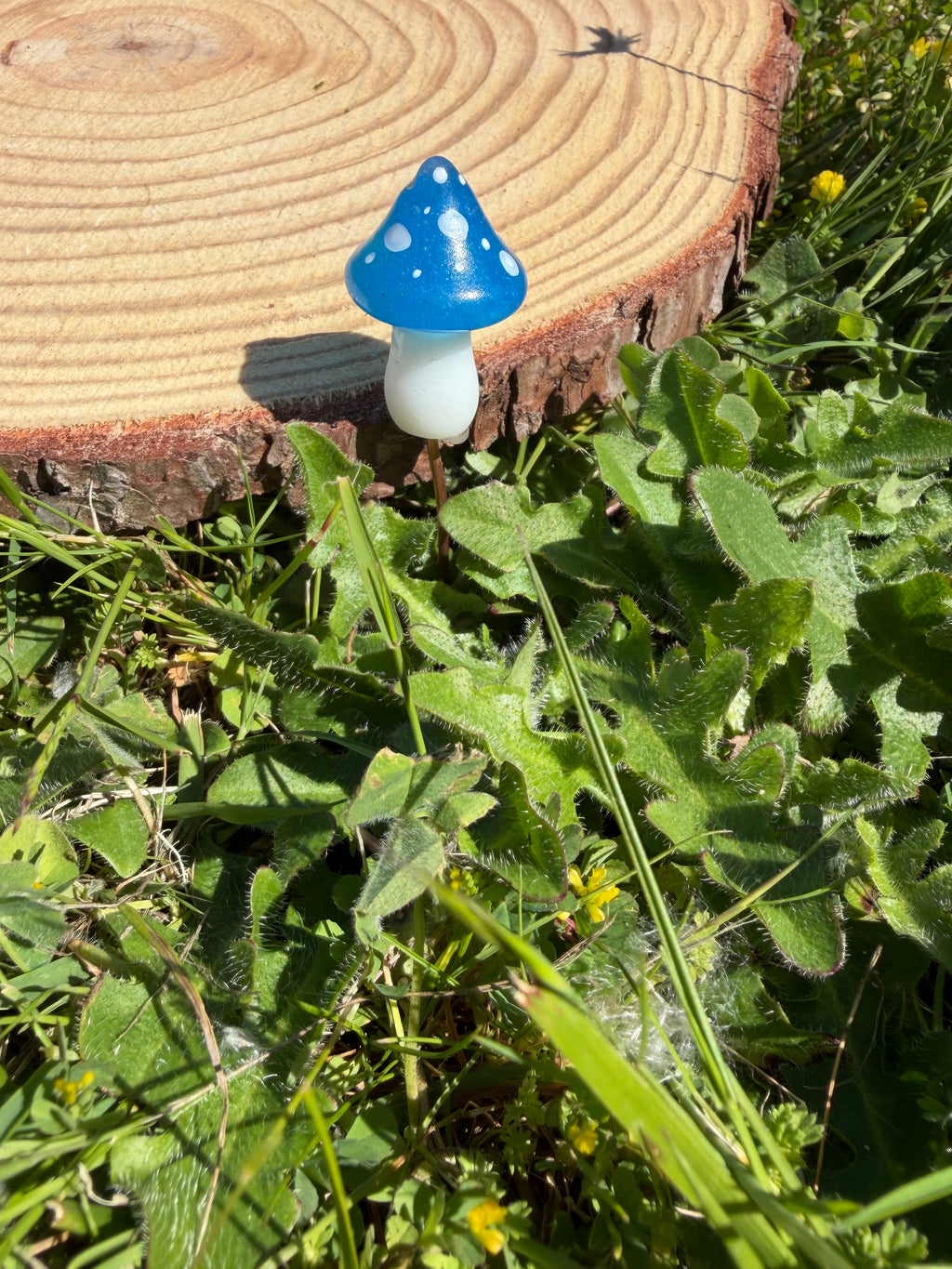 Plant Companion Mushies
