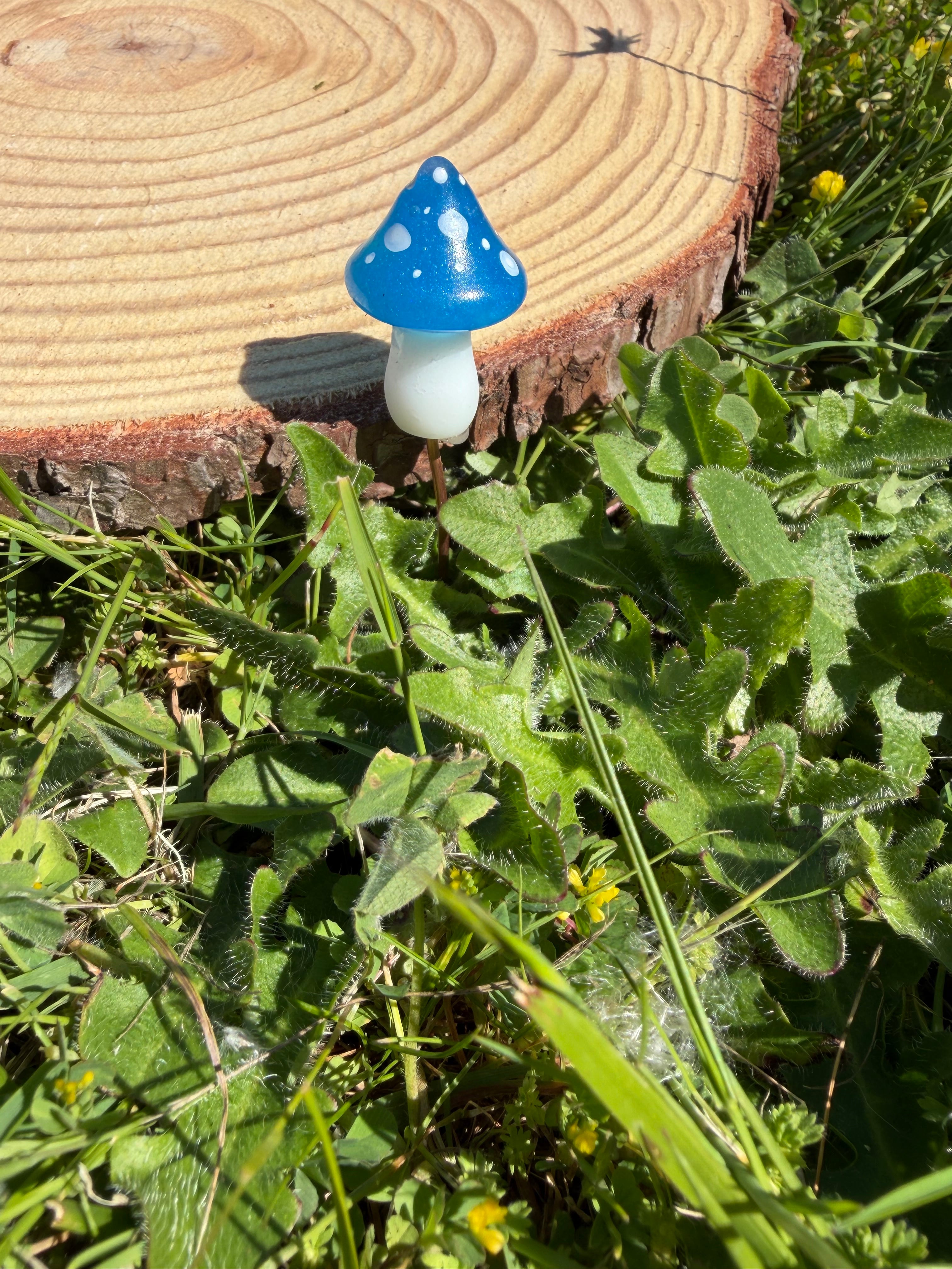 Plant Companion Mushies