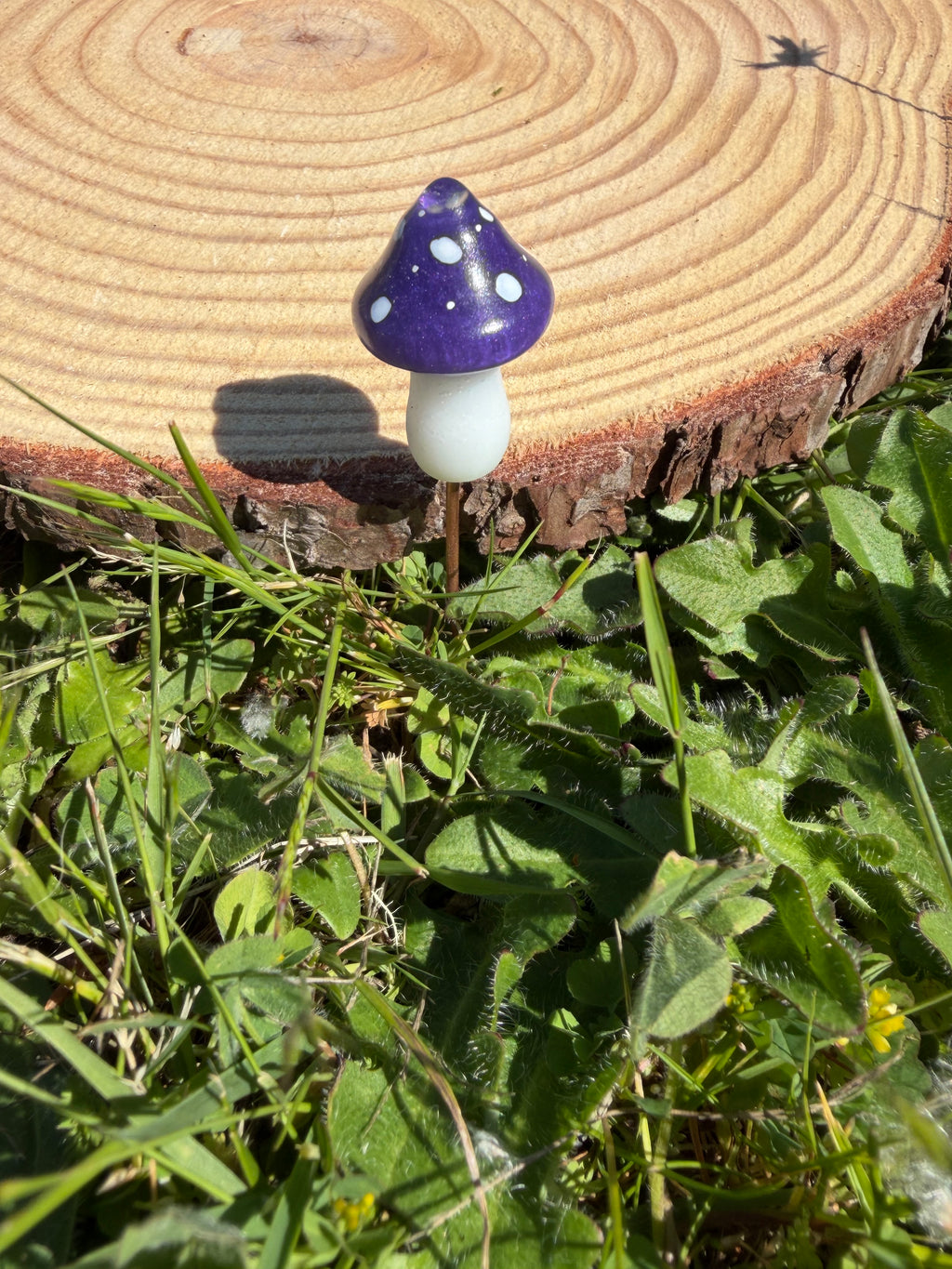 Plant Companion Mushies