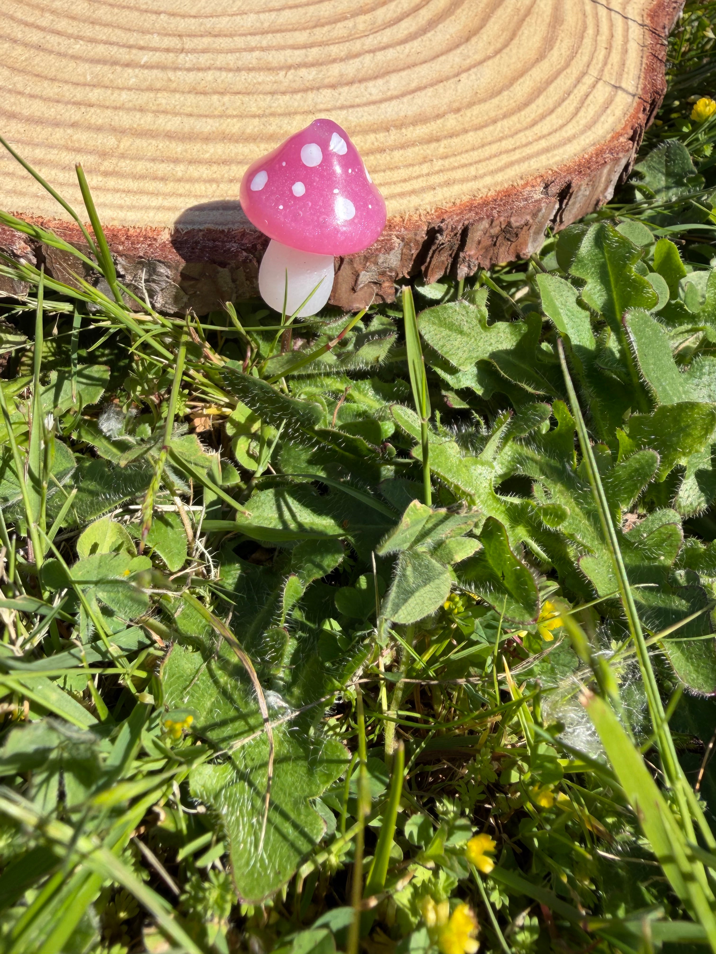 Plant Companion Mushies