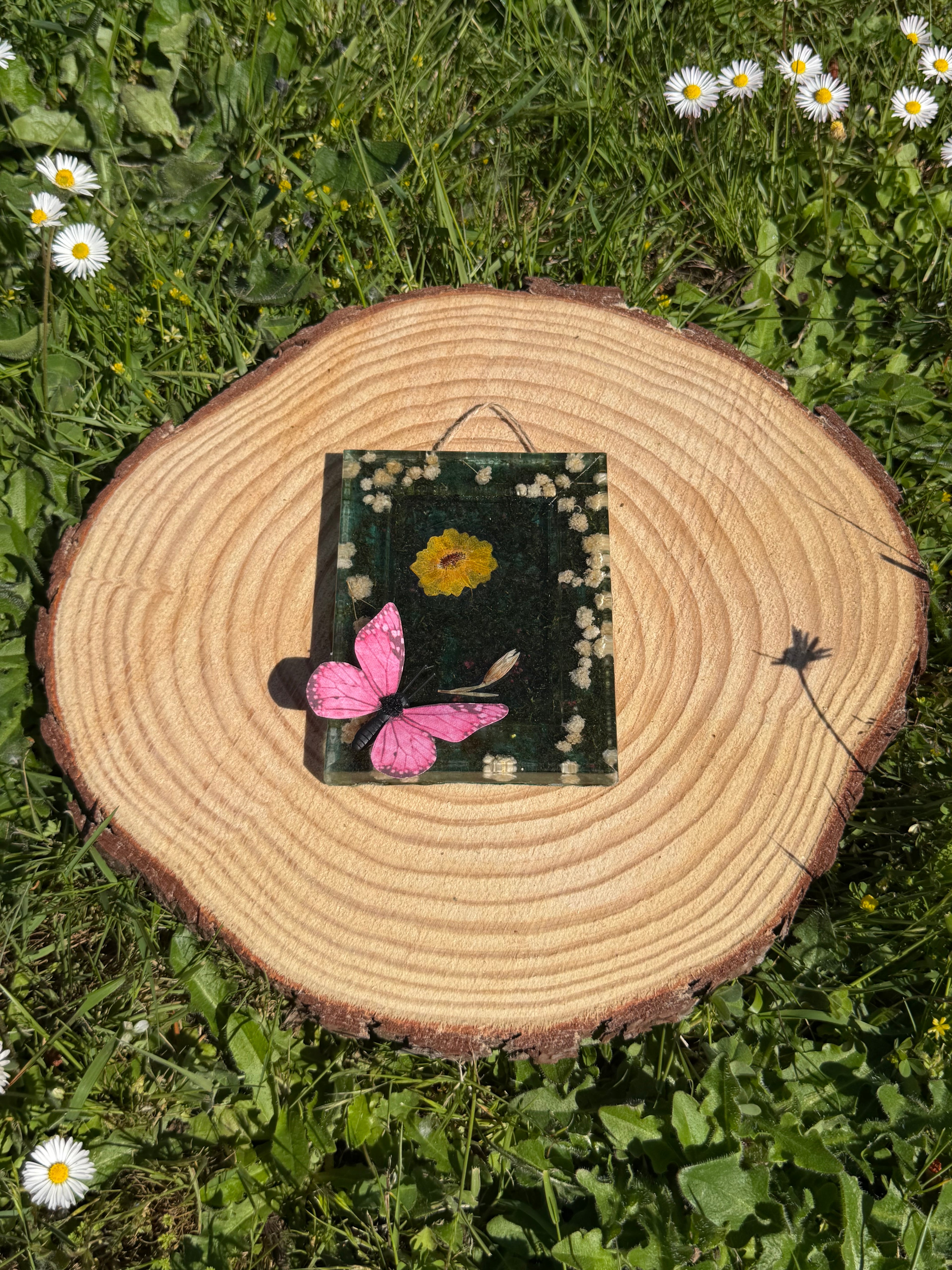 New Butterfly Frames