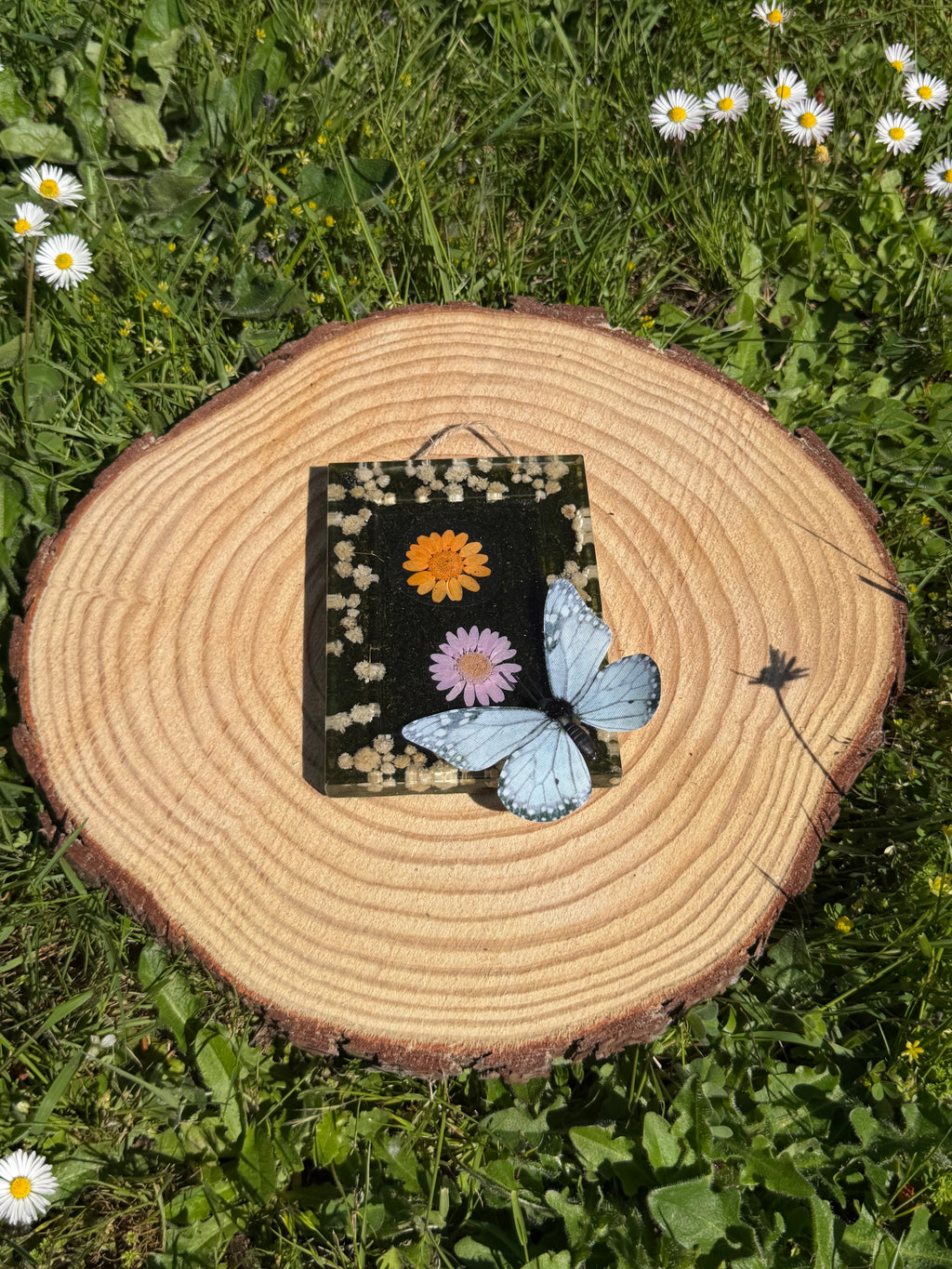 New Butterfly Frames